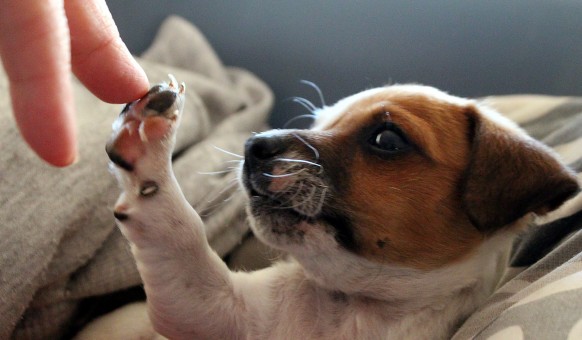 dog_jack_russell_puppy_baby_dog_high_five_leonardo_da_vinci_genesis_creation-1368542.jpg!s
