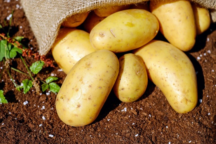 potatoes_vegetables_erdfrucht_bio_harvest_garden-548417.jpg!d